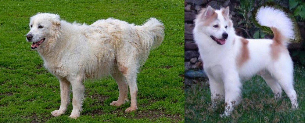 Thai Bangkaew vs Abruzzenhund - Breed Comparison