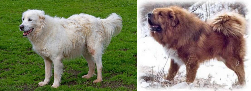 Tibetan Kyi Apso vs Abruzzenhund - Breed Comparison