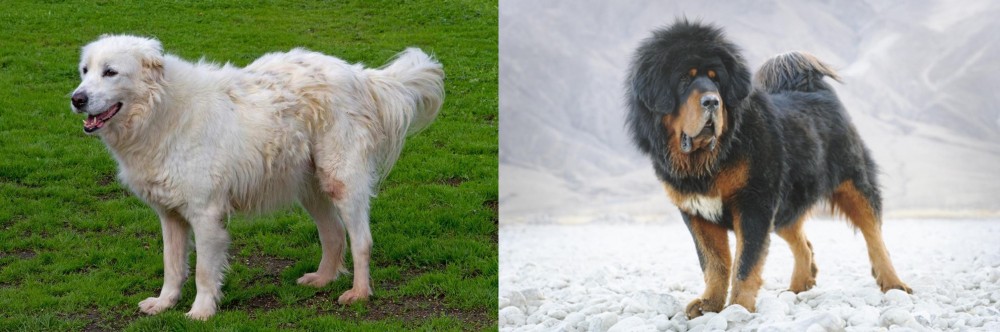 Tibetan Mastiff vs Abruzzenhund - Breed Comparison