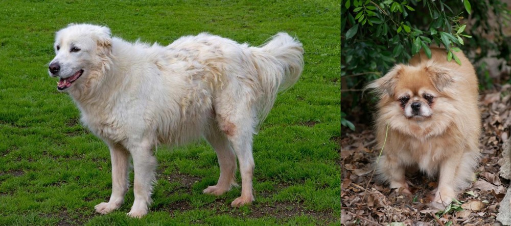 Tibetan Spaniel vs Abruzzenhund - Breed Comparison