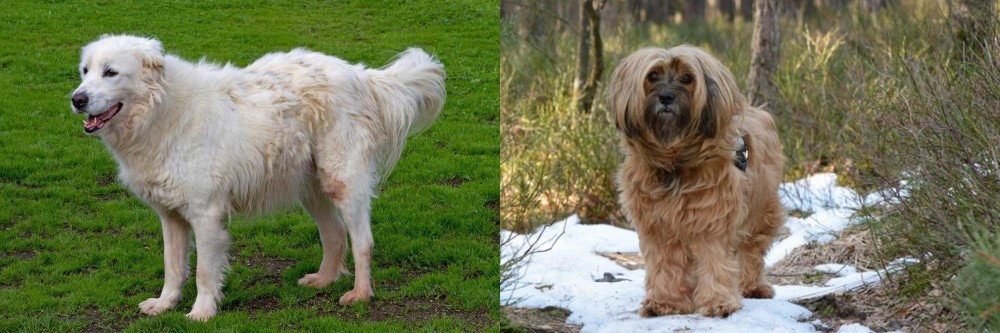 Tibetan Terrier vs Abruzzenhund - Breed Comparison