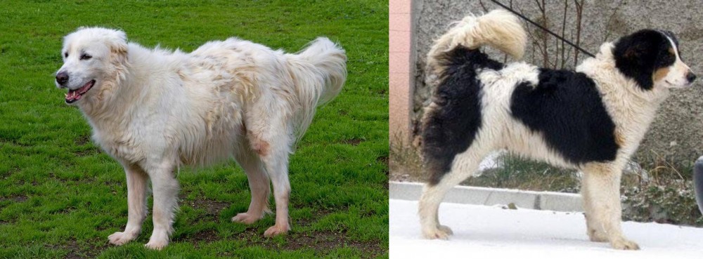 Tornjak vs Abruzzenhund - Breed Comparison
