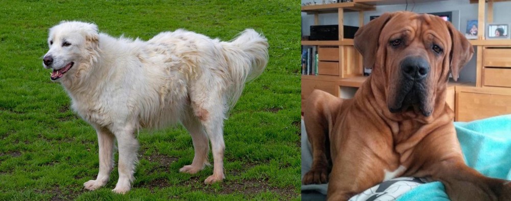 Tosa vs Abruzzenhund - Breed Comparison