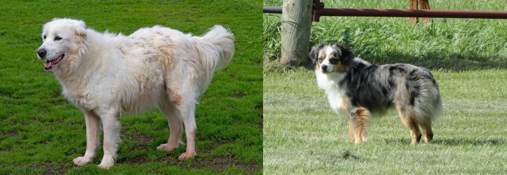 Toy Australian Shepherd vs Abruzzenhund - Breed Comparison
