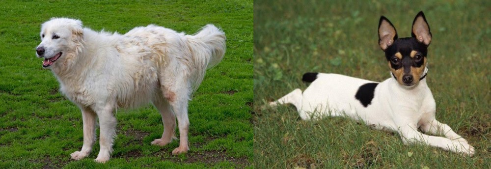 Toy Fox Terrier vs Abruzzenhund - Breed Comparison