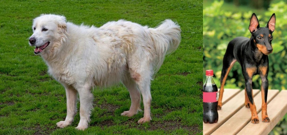 Toy Manchester Terrier vs Abruzzenhund - Breed Comparison