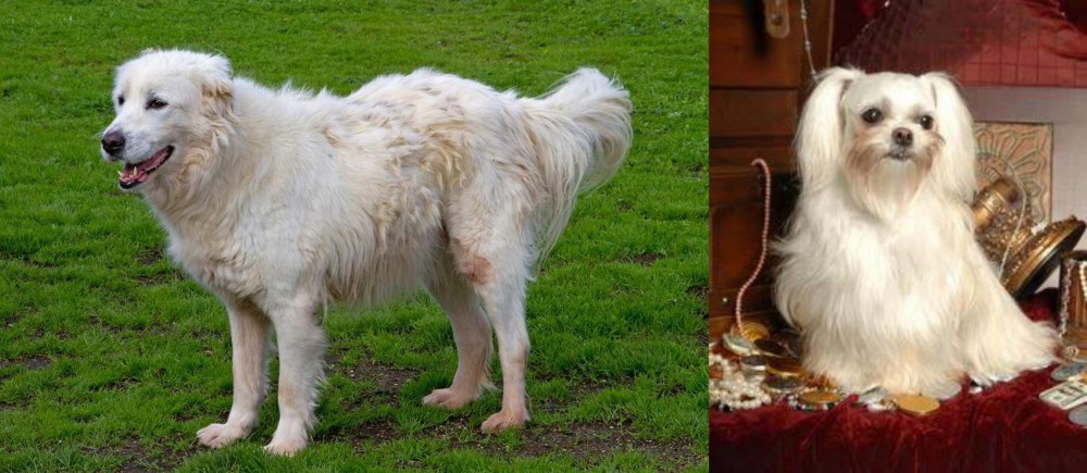 Toy Mi-Ki vs Abruzzenhund - Breed Comparison