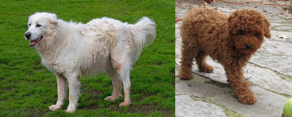 Toy Poodle vs Abruzzenhund - Breed Comparison