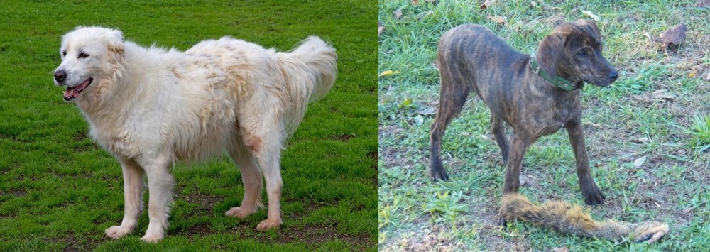 Treeing Cur vs Abruzzenhund - Breed Comparison