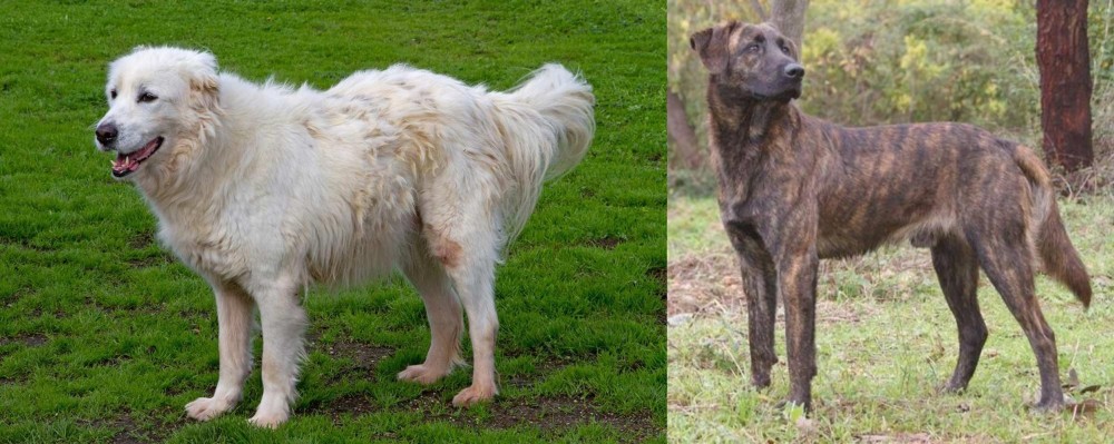 Treeing Tennessee Brindle vs Abruzzenhund - Breed Comparison