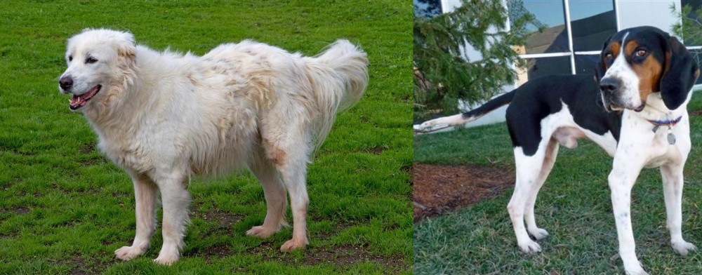 Treeing Walker Coonhound vs Abruzzenhund - Breed Comparison