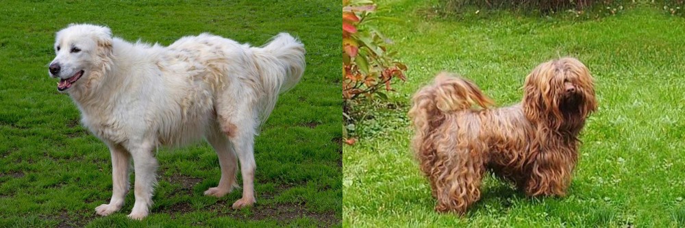 Tsvetnaya Bolonka vs Abruzzenhund - Breed Comparison