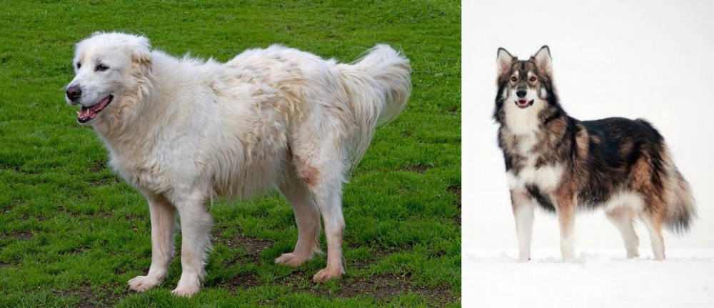 Utonagan vs Abruzzenhund - Breed Comparison