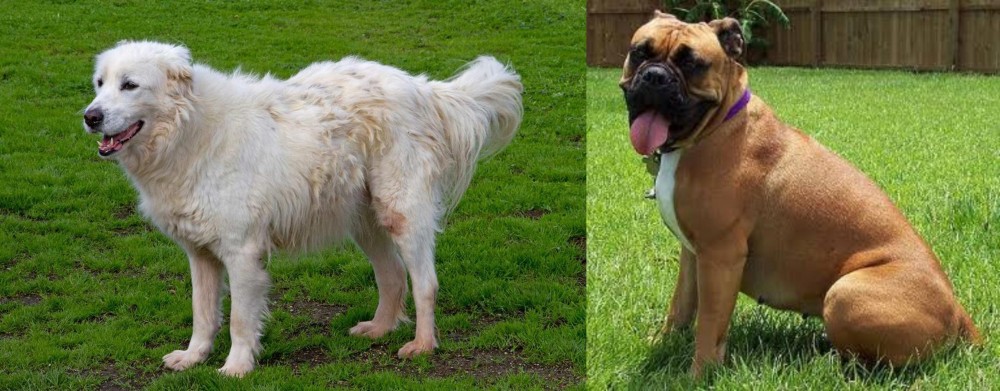 Valley Bulldog vs Abruzzenhund - Breed Comparison