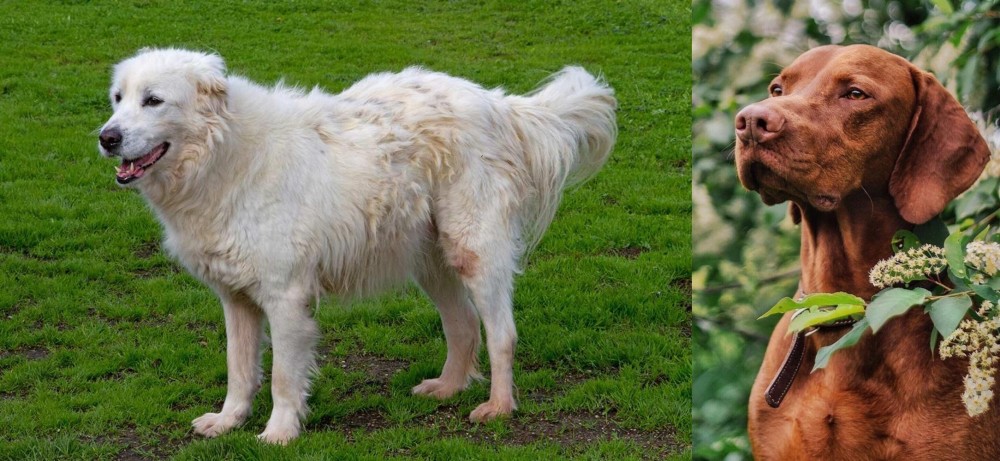 Vizsla vs Abruzzenhund - Breed Comparison