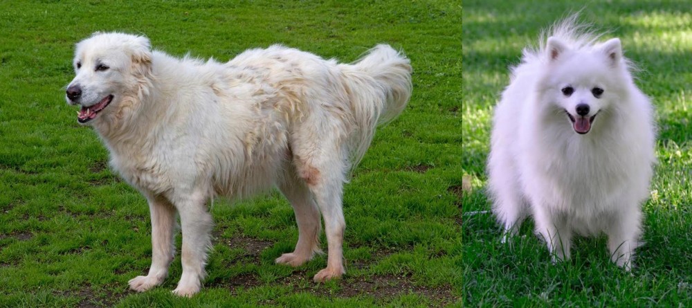 Volpino Italiano vs Abruzzenhund - Breed Comparison