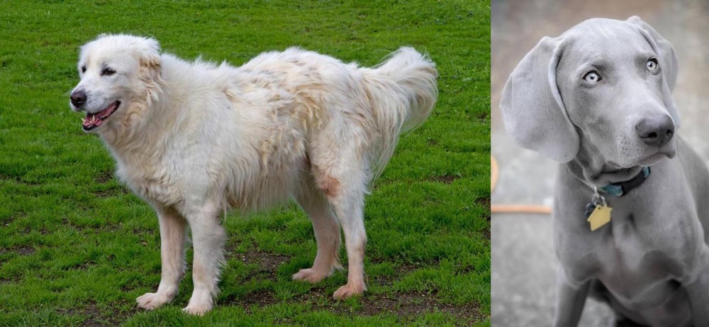Weimaraner vs Abruzzenhund - Breed Comparison