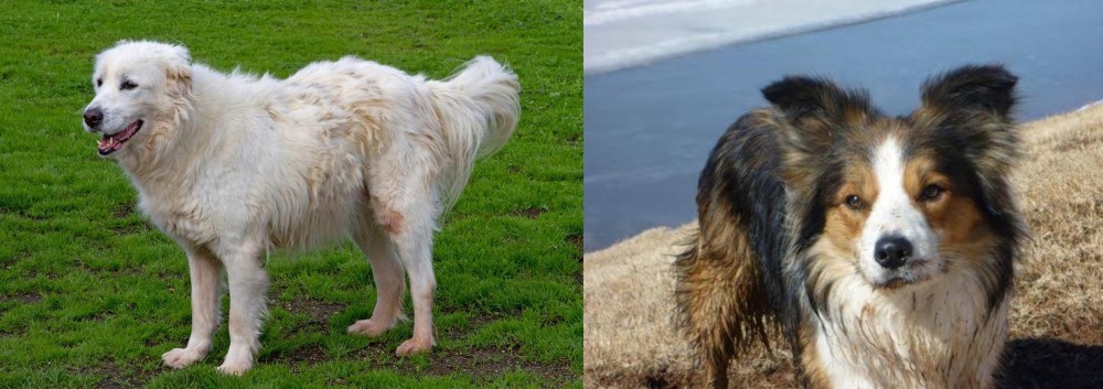 Welsh Sheepdog vs Abruzzenhund - Breed Comparison
