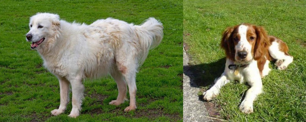 Welsh Springer Spaniel vs Abruzzenhund - Breed Comparison