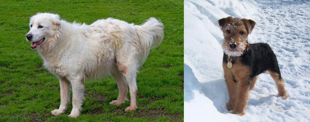 Welsh Terrier vs Abruzzenhund - Breed Comparison