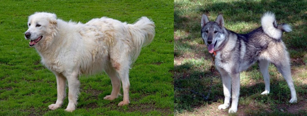 West Siberian Laika vs Abruzzenhund - Breed Comparison