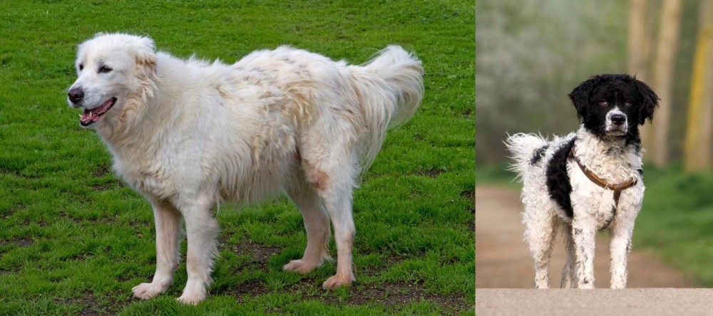 Wetterhoun vs Abruzzenhund - Breed Comparison