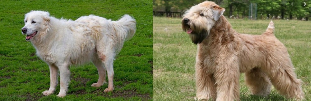 Wheaten Terrier vs Abruzzenhund - Breed Comparison