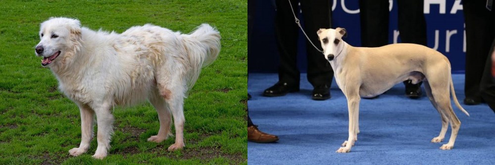 Whippet vs Abruzzenhund - Breed Comparison