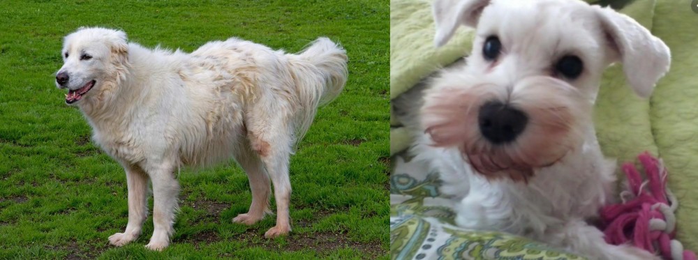 White Schnauzer vs Abruzzenhund - Breed Comparison