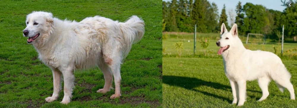 White Shepherd vs Abruzzenhund - Breed Comparison