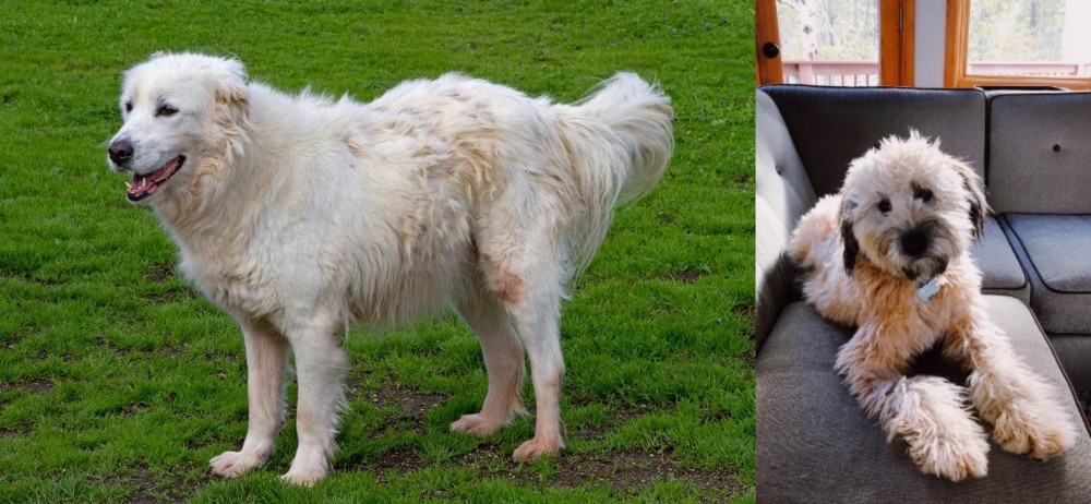 Whoodles vs Abruzzenhund - Breed Comparison