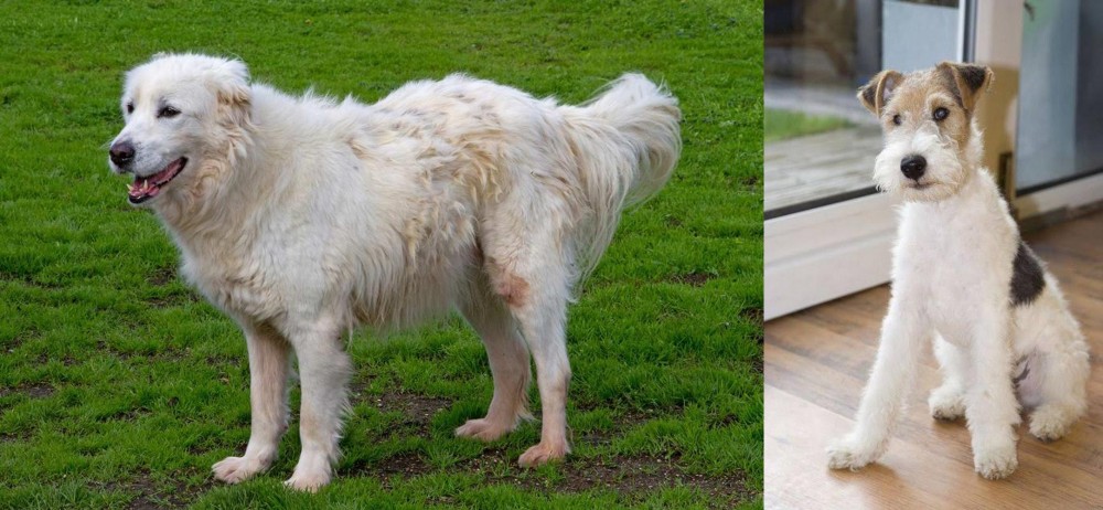 Wire Fox Terrier vs Abruzzenhund - Breed Comparison