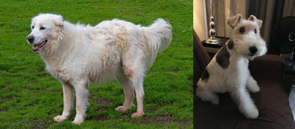 Wire Haired Fox Terrier vs Abruzzenhund - Breed Comparison