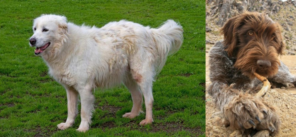 Wirehaired Pointing Griffon vs Abruzzenhund - Breed Comparison