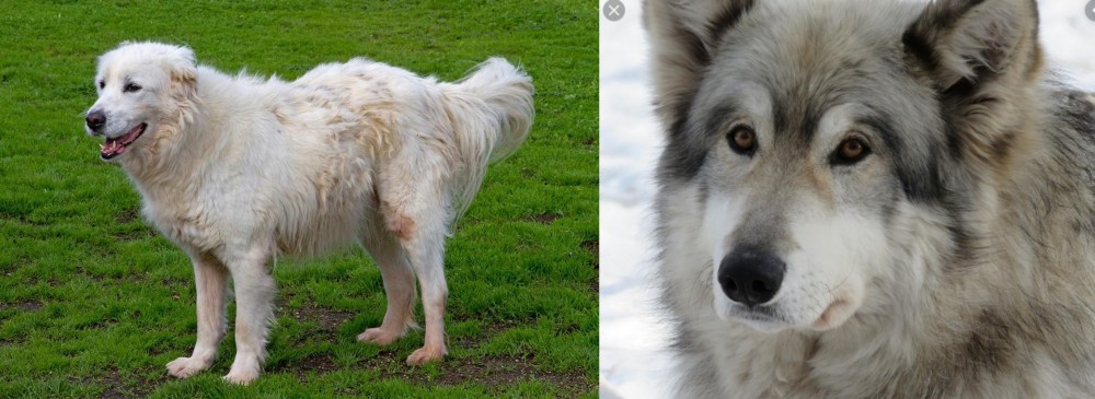 Wolfdog vs Abruzzenhund - Breed Comparison