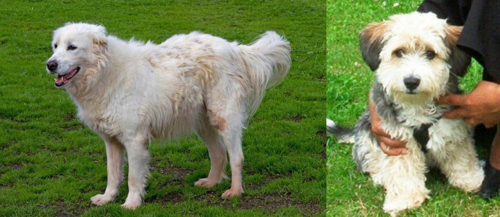 Yo-Chon vs Abruzzenhund - Breed Comparison