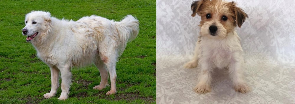 Yochon vs Abruzzenhund - Breed Comparison