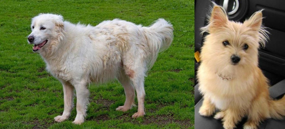 Yoranian vs Abruzzenhund - Breed Comparison