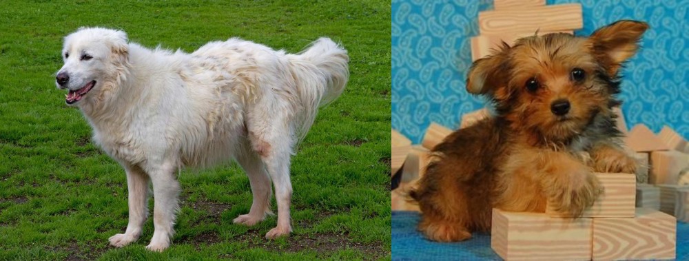 Yorkillon vs Abruzzenhund - Breed Comparison