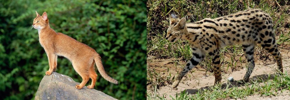 African Serval vs Abyssinian - Breed Comparison