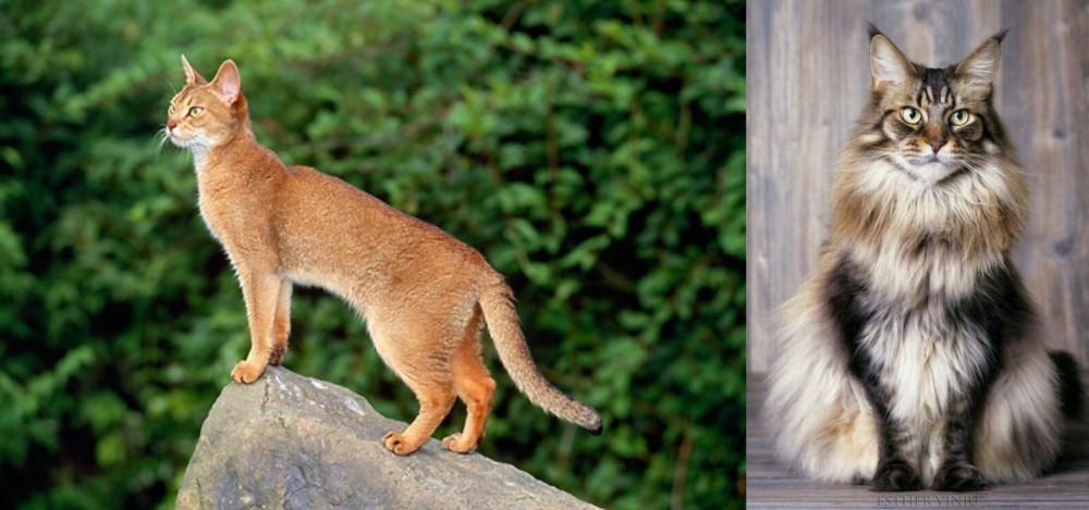 American Longhair vs Abyssinian - Breed Comparison