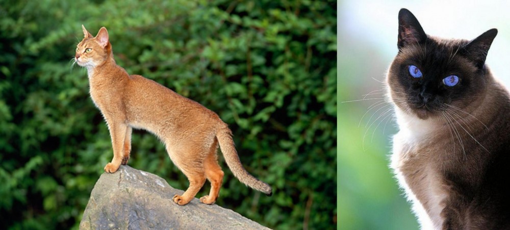 Applehead Siamese vs Abyssinian - Breed Comparison