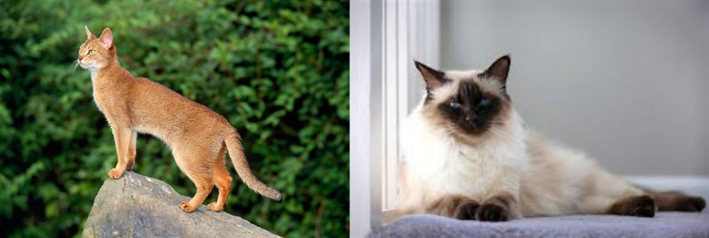 Balinese vs Abyssinian - Breed Comparison