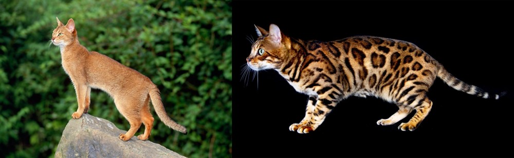 Bengal vs Abyssinian - Breed Comparison