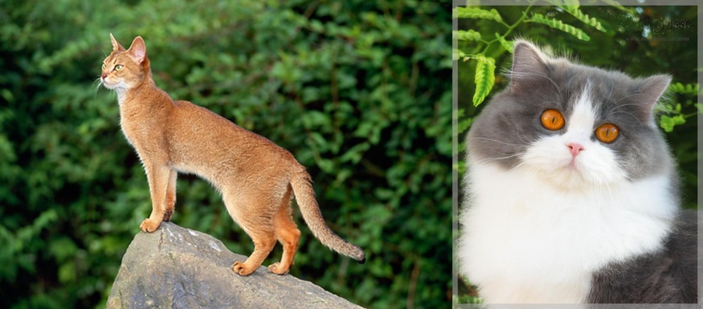 British Longhair vs Abyssinian - Breed Comparison