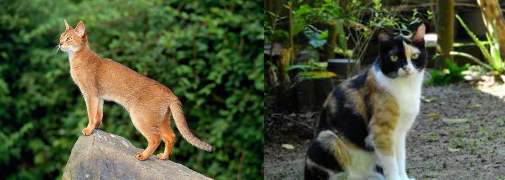 Calico vs Abyssinian - Breed Comparison