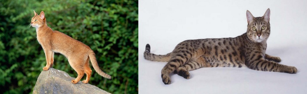 California Spangled Cat vs Abyssinian - Breed Comparison