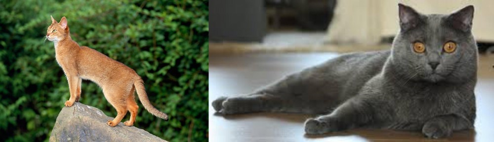 Chartreux vs Abyssinian - Breed Comparison