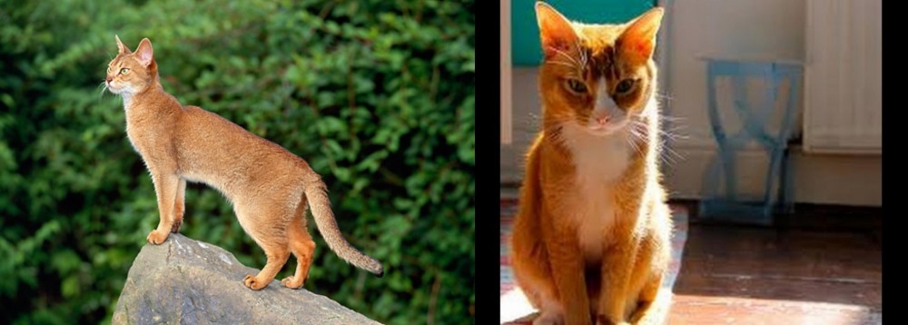 Chausie vs Abyssinian - Breed Comparison
