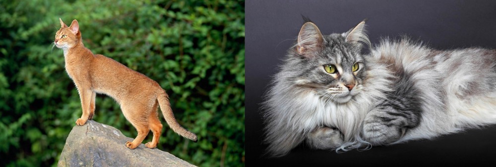 Domestic Longhaired Cat vs Abyssinian - Breed Comparison